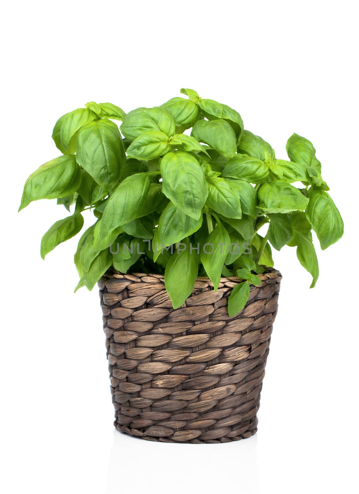 Basil Plant in Pot on White background by motorolka