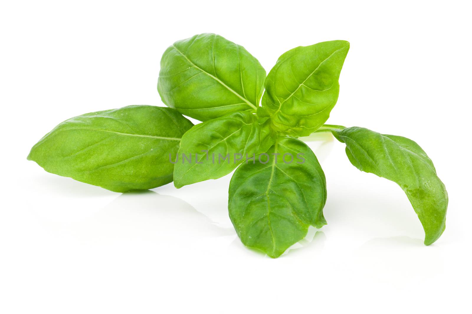 Fresh basil leaves in closeup