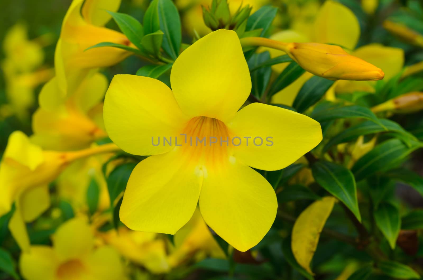 closeup of Allamanda Cathartica flowers in the garden,
shot with natural light