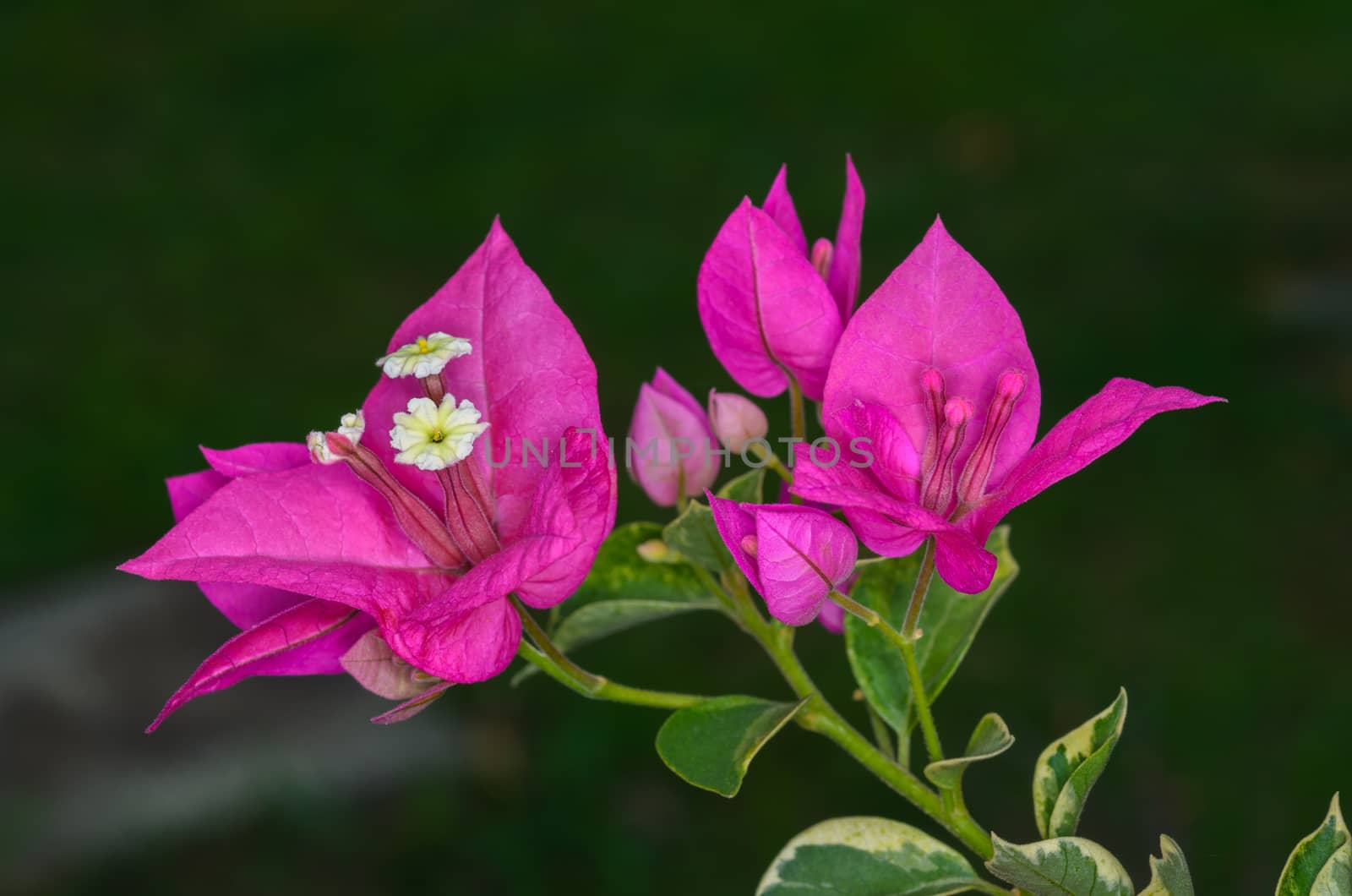closeup of pink Bougainvillea flowers by extrem1ty