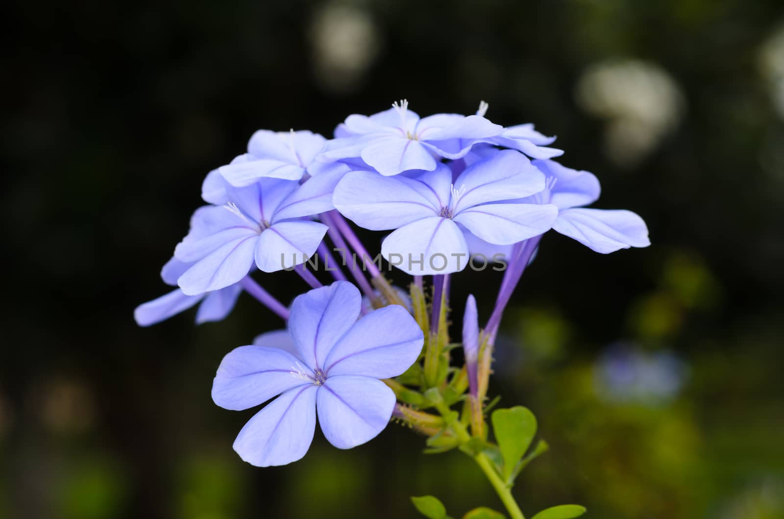 closeup of Plumbago flowers by extrem1ty