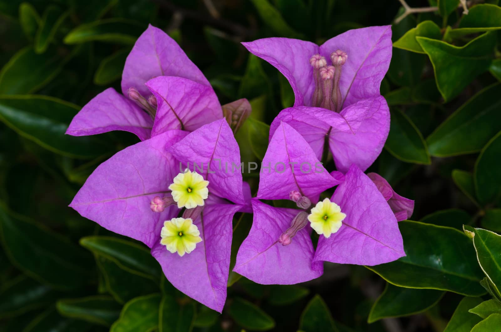 closeup of purple Bougainvillea flowers in the garden,
shot with natural light