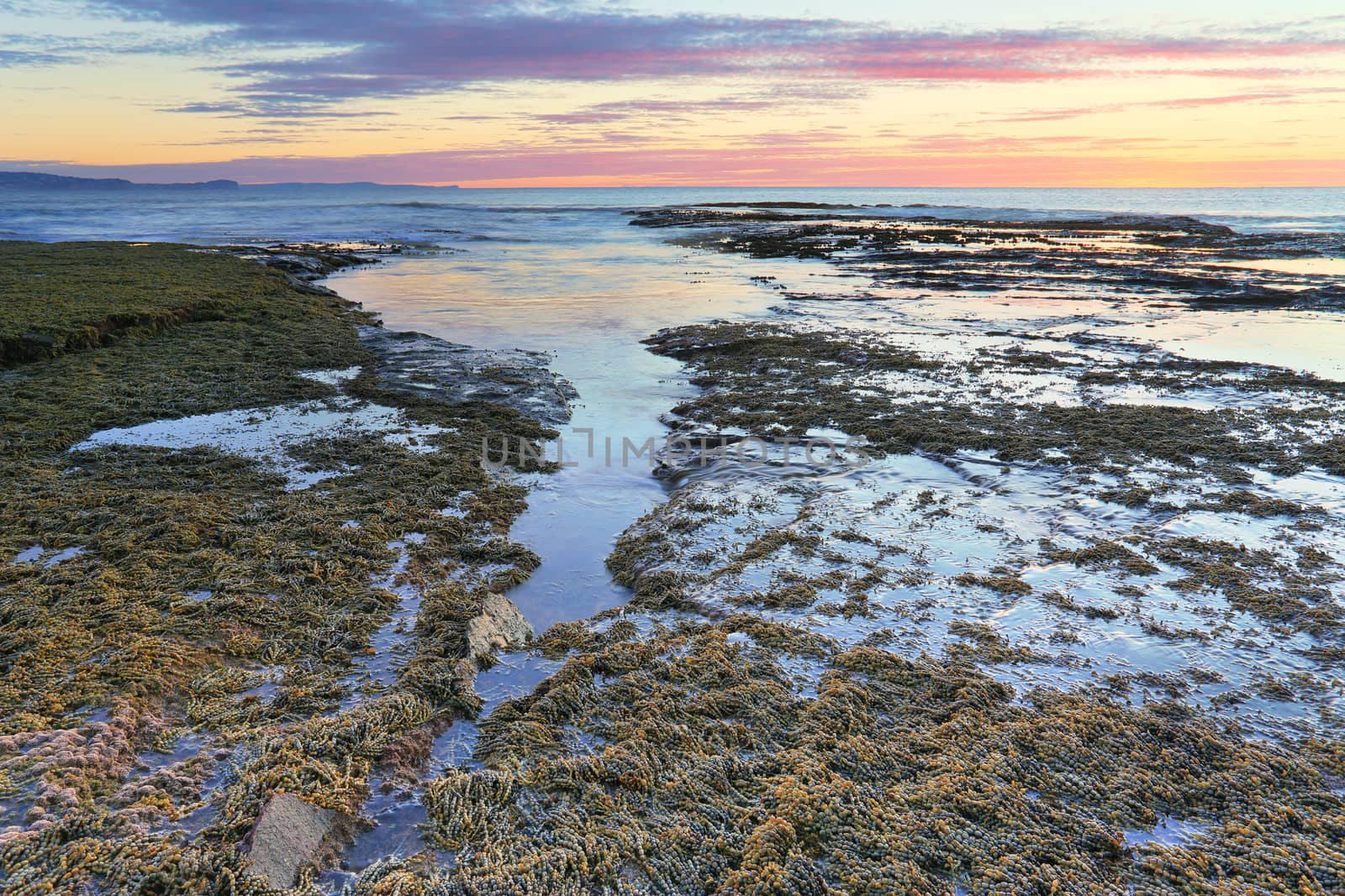 Overflows of waves on the reef flow back and drain back to the sea.  Long Reef Australia at sunrise