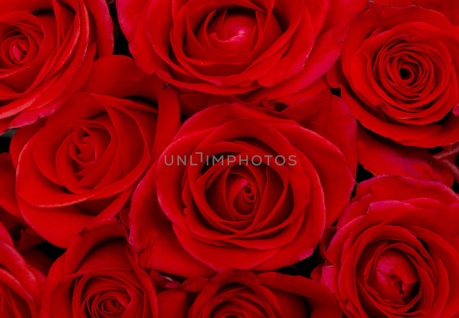 beautiful red roses, background texture