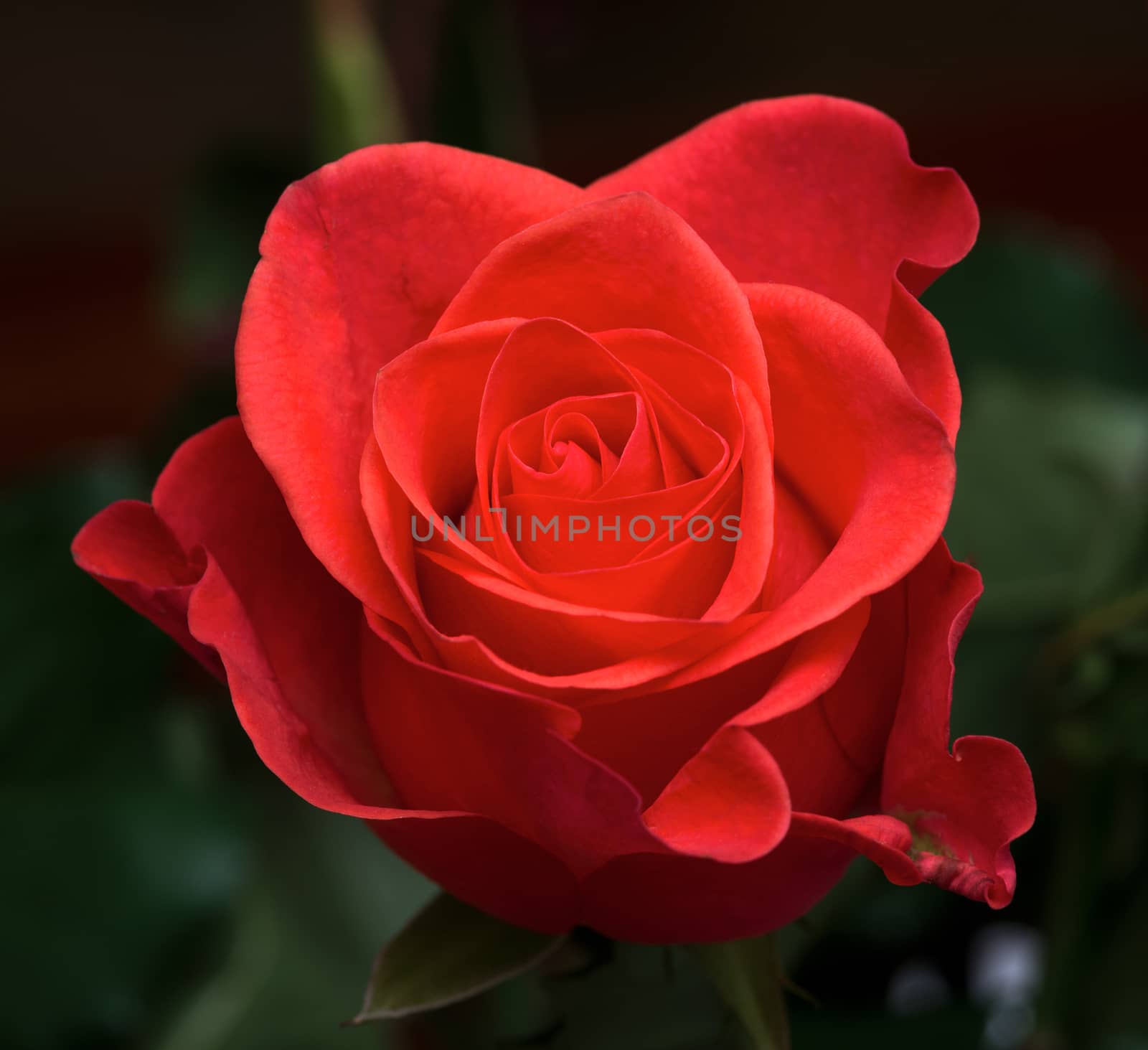 Red rose as a natural and holidays background by DNKSTUDIO