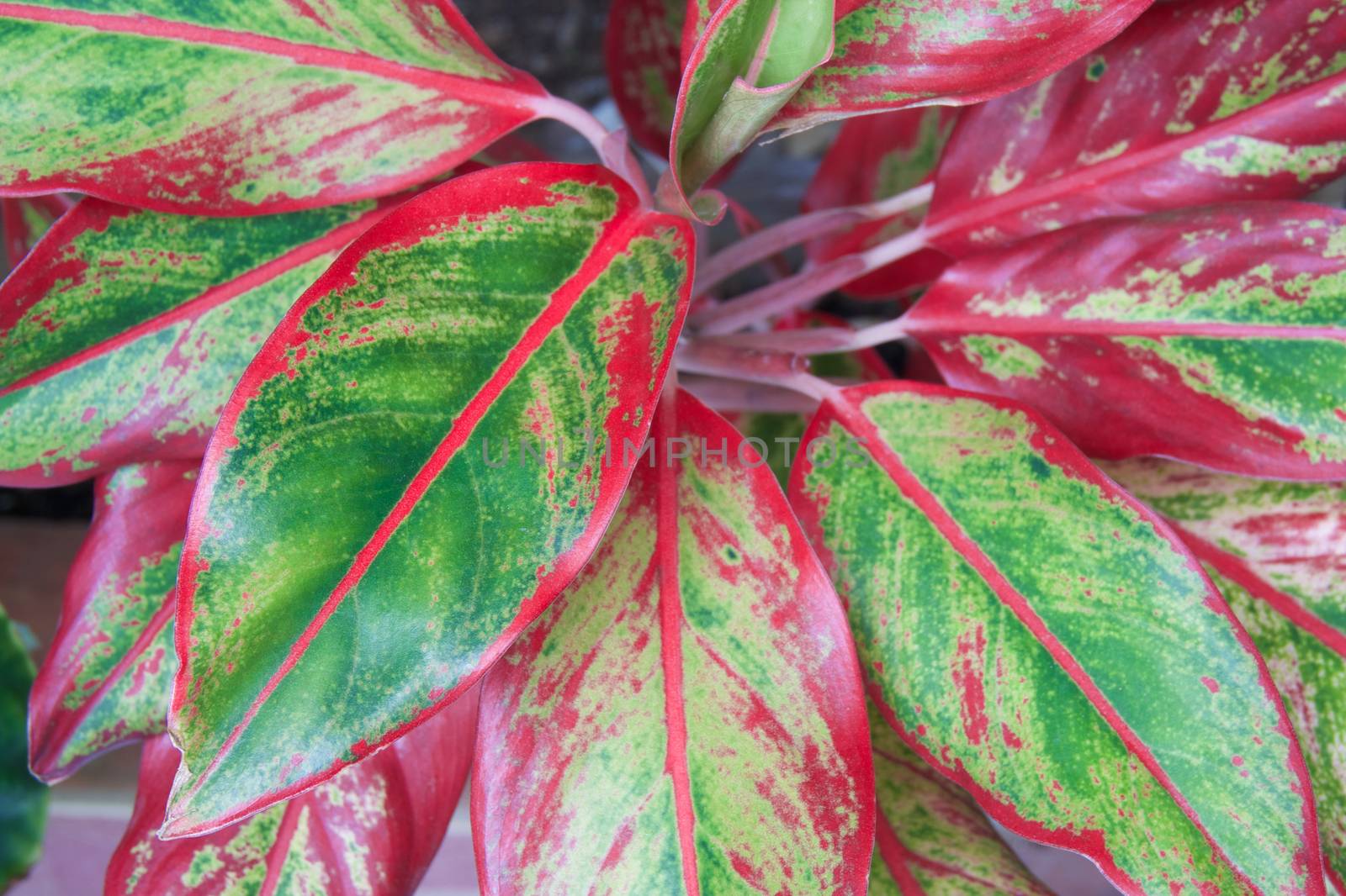 Aglaonema modestum or Chinese evergreen has green and red leaf.