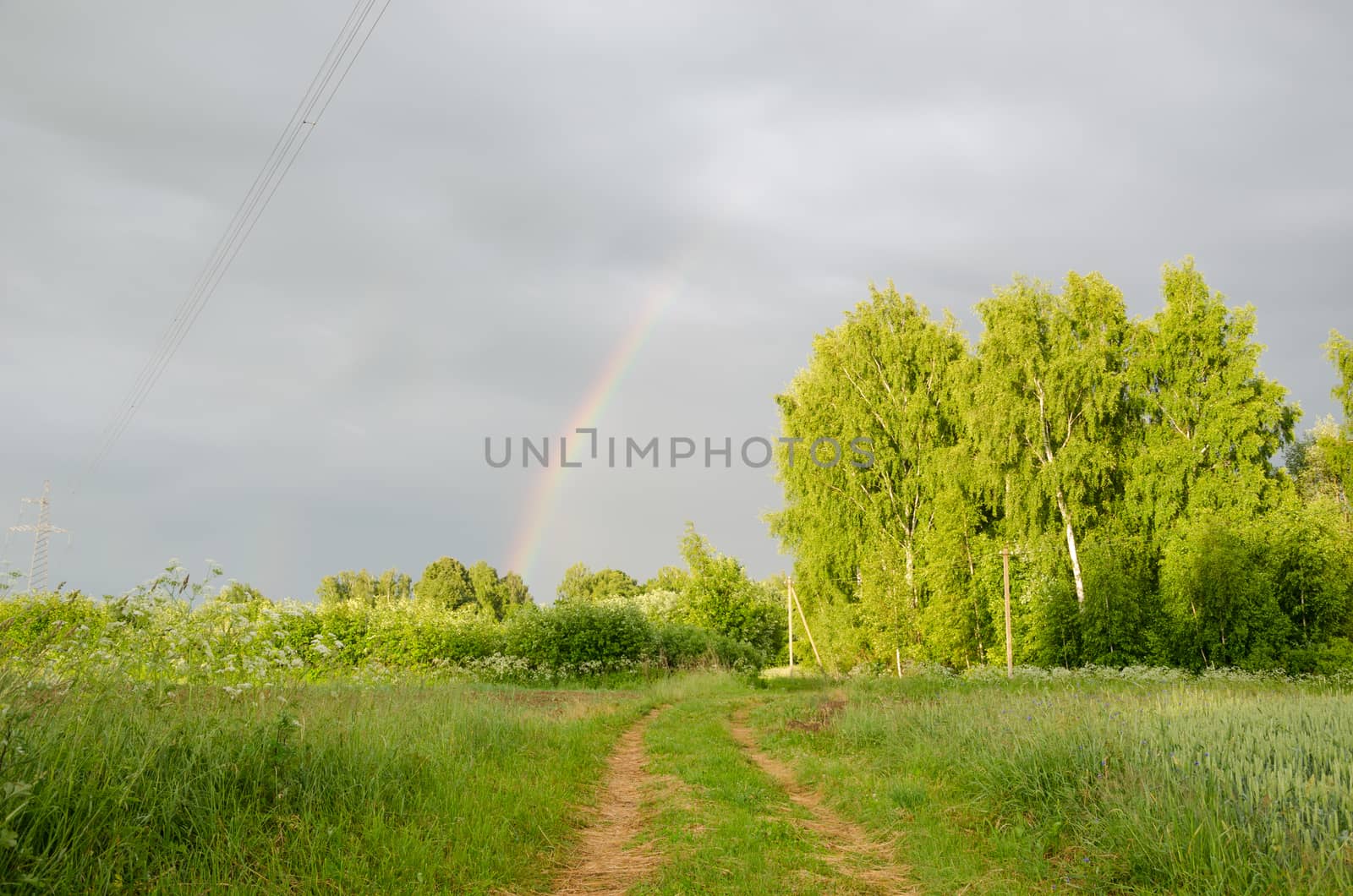 natural rainbow after the rain over green tree and rural path summer time