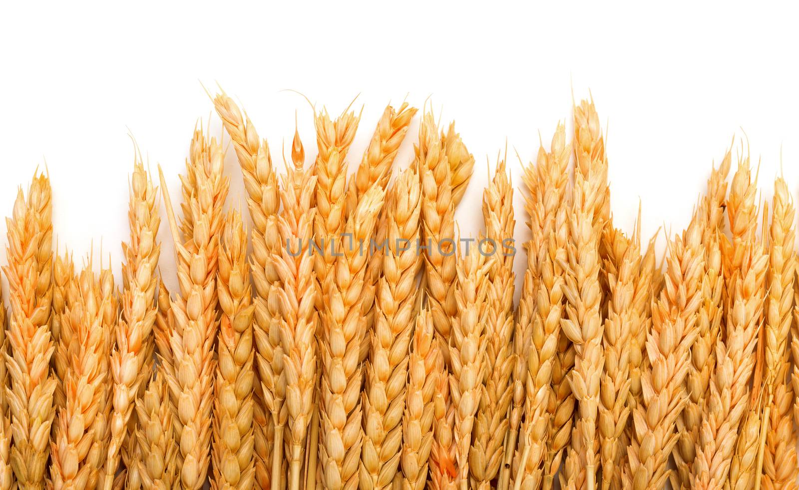 Sheaf Golden Wheat Ears by Discovod