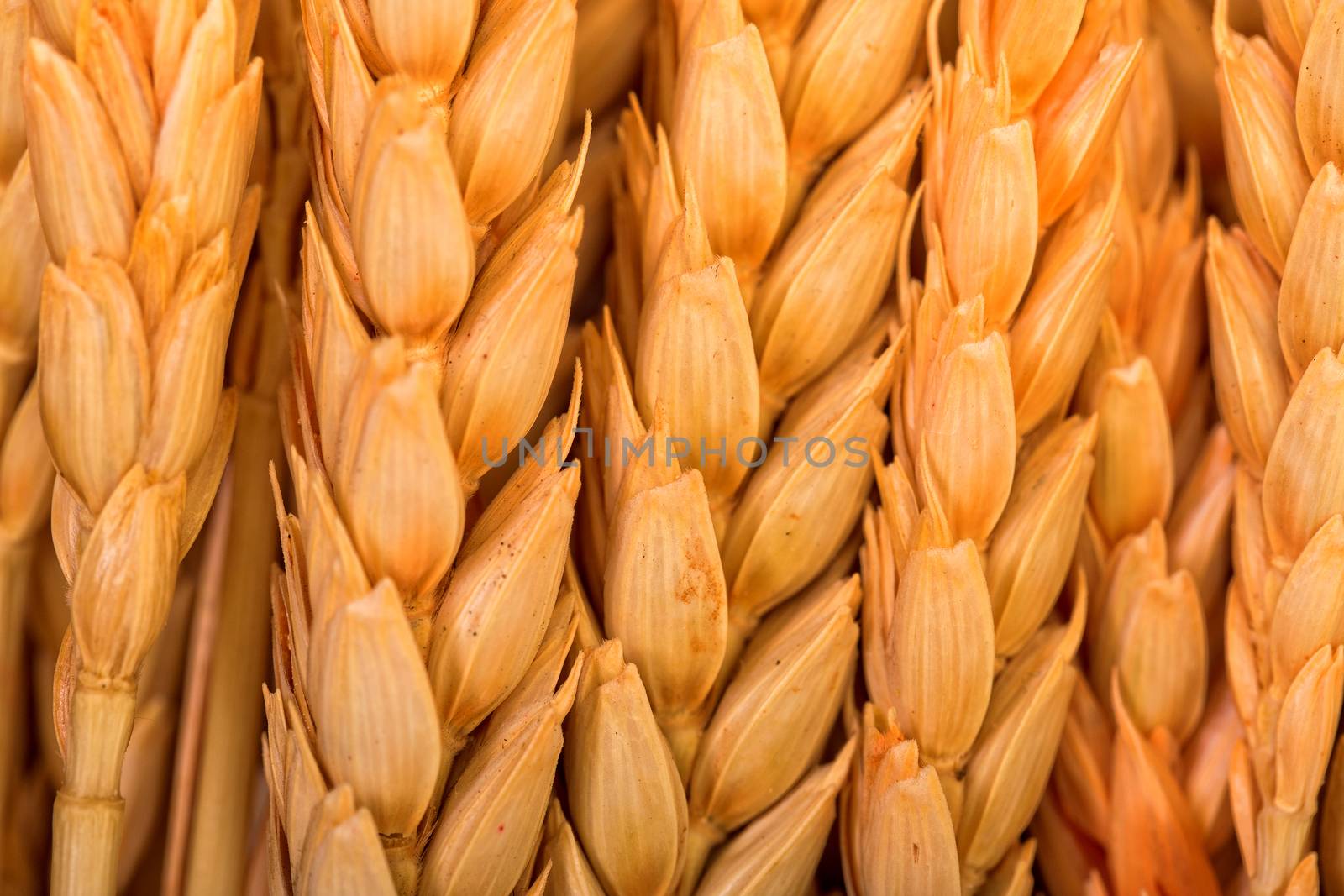 Golden Wheat Ears, macro backdrop