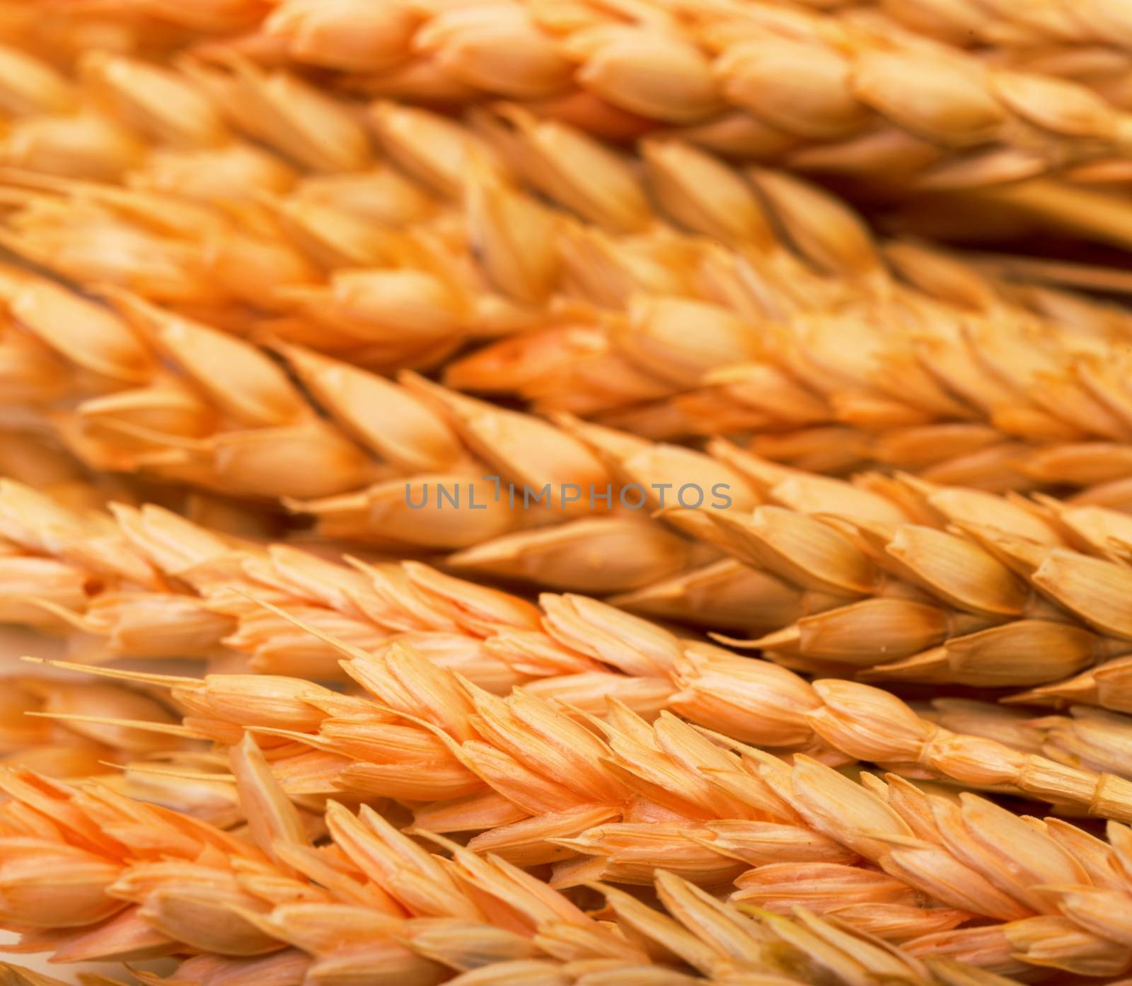Golden Wheat Ears, macro backdrop