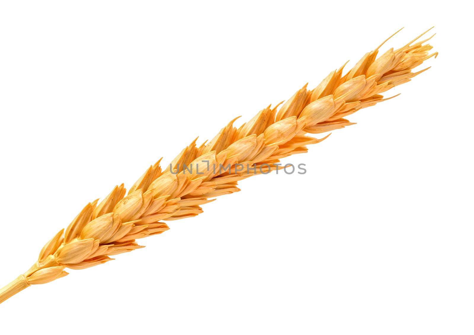 Golden Wheat Ears, isolated on white background