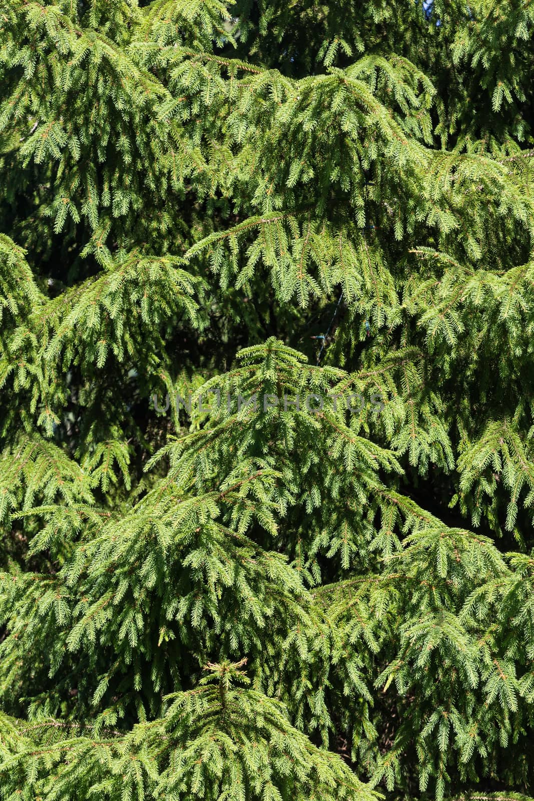 Green background of Christmas pine tree branches