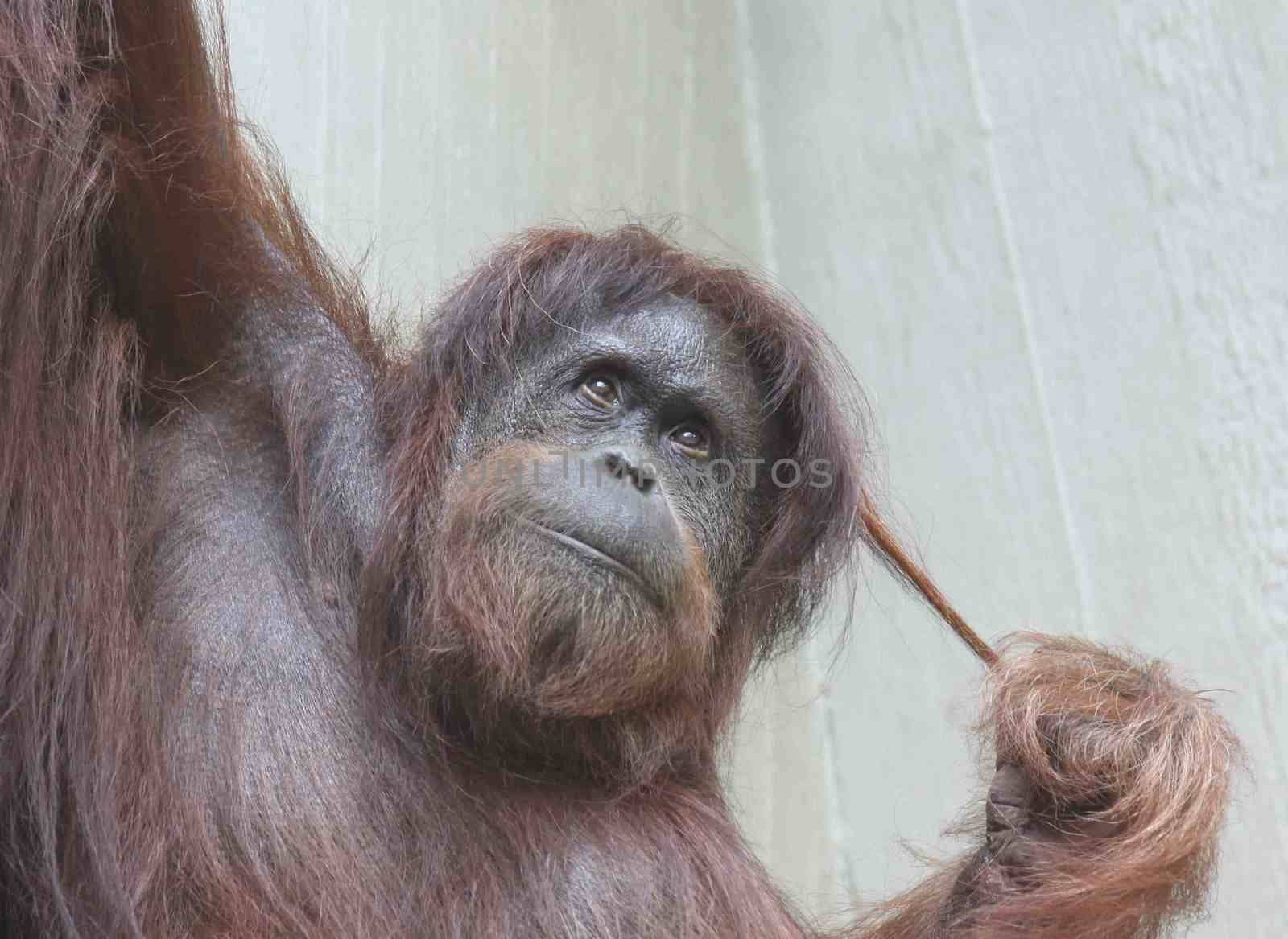 Portrait of an  female Orangutan in a tree