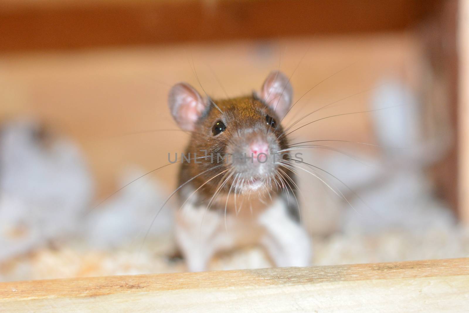 a joung ,little rat in a cage looks in the cam