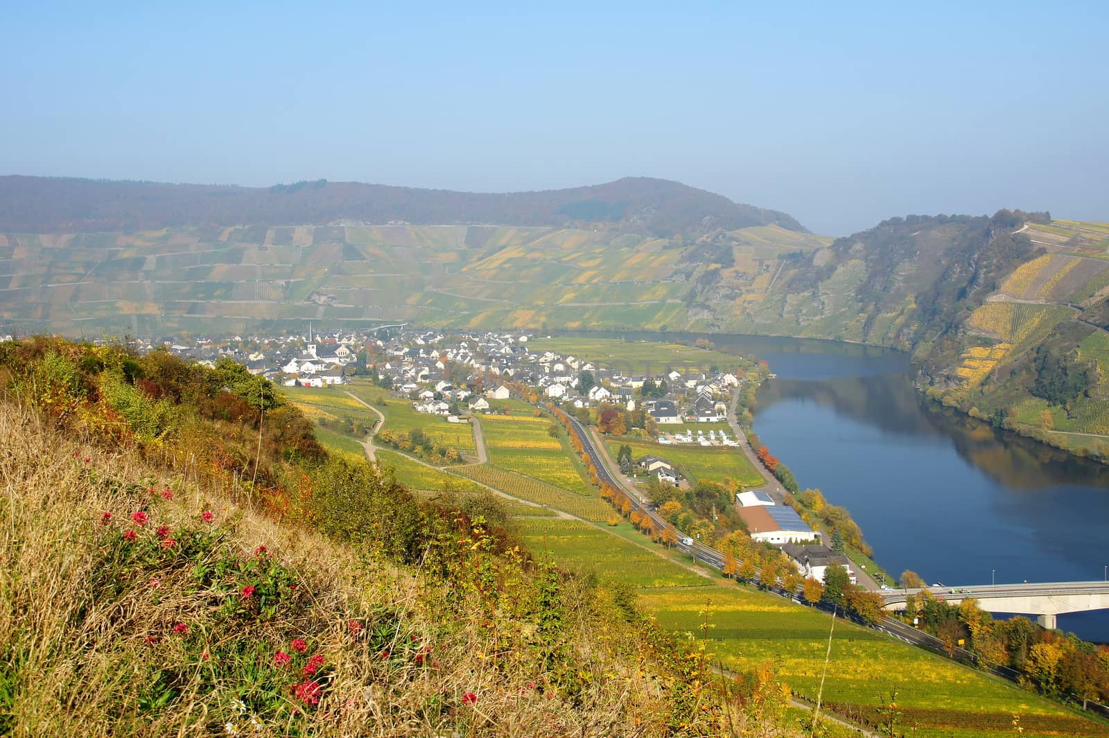 Moselle valley with the wine village Piesport left, right the Moselloreley
