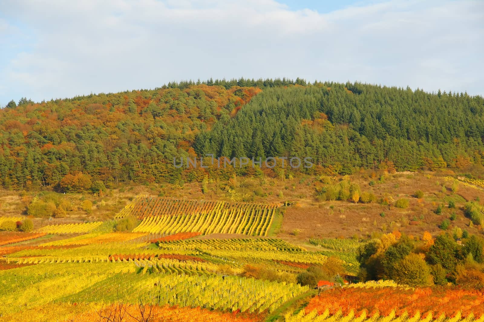 Forest and vineyards by azurin