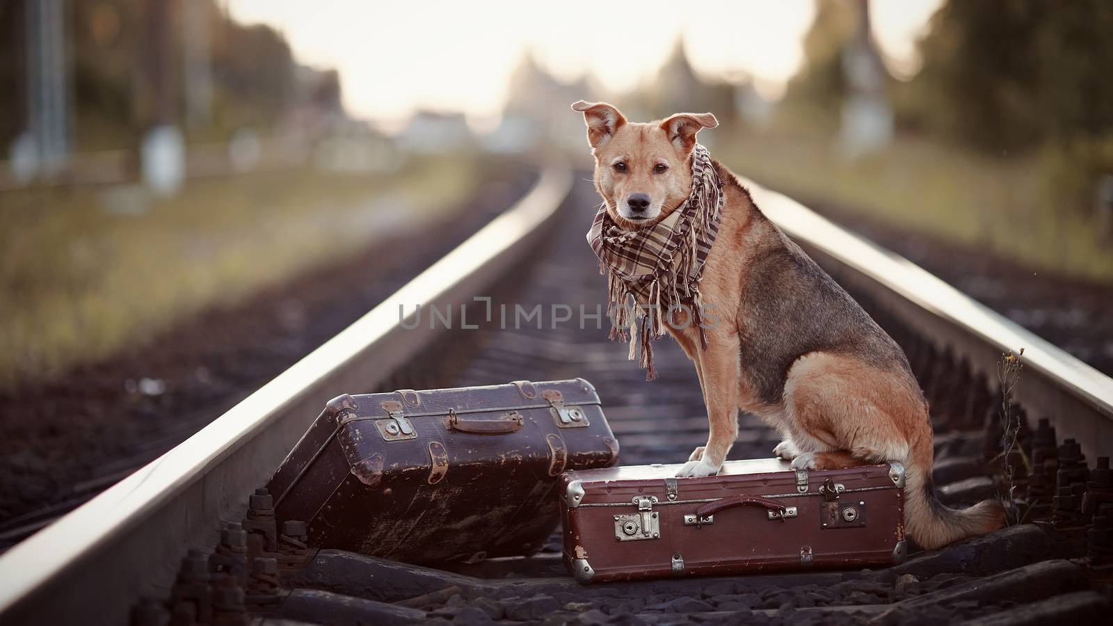 Dog on rails with suitcases. The dog looks for the house. The dog waits for the owner. The lost dog. Mongrel on the road. Dog on rails. Dog with suitcases. Not purebred dog on the road. Traveler. Vagrant dog. Tramp.