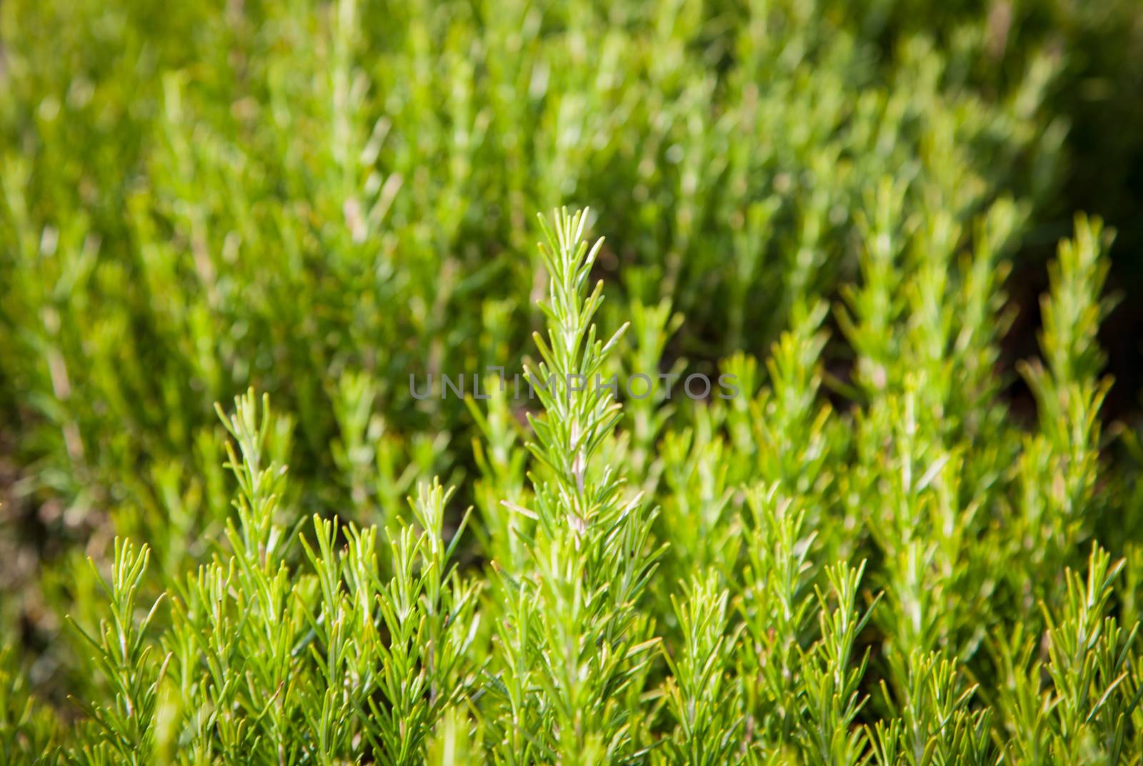 Rosemary background, fresh plant growth, scented spice, alternative herbal medicine, aromatic spices for food, natural texture