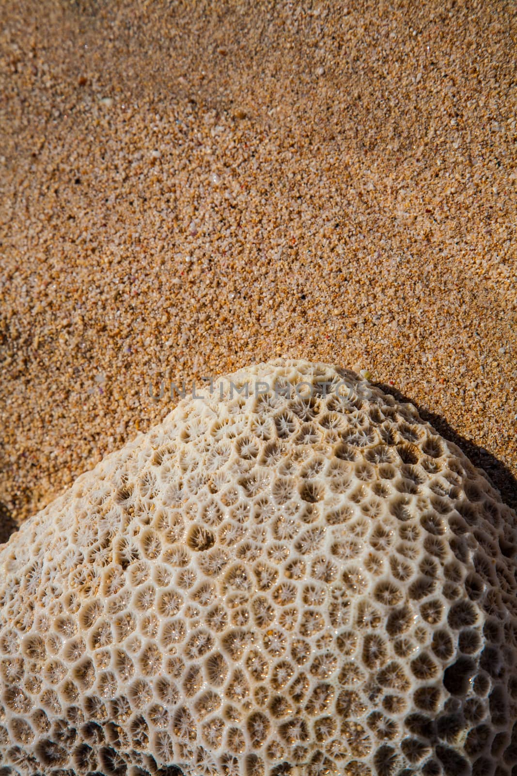 Beautiful surfing tropical sand beach detail on sunny summer day