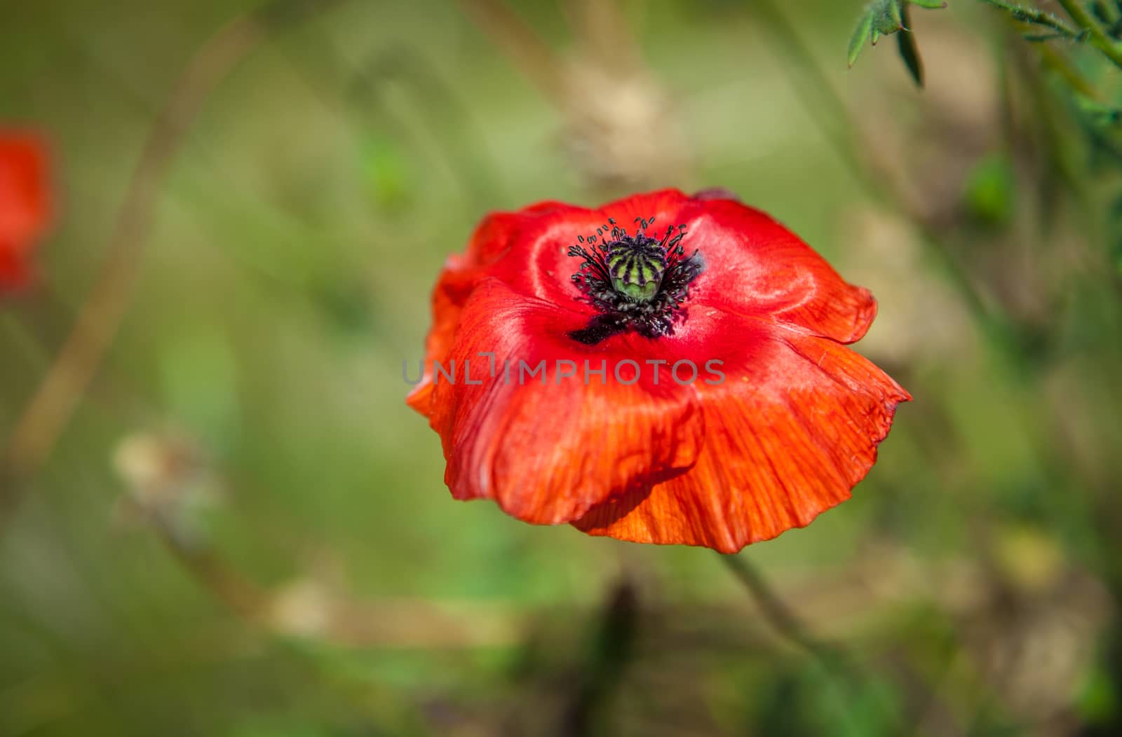Beautiful red Poppy on the green spring meadow