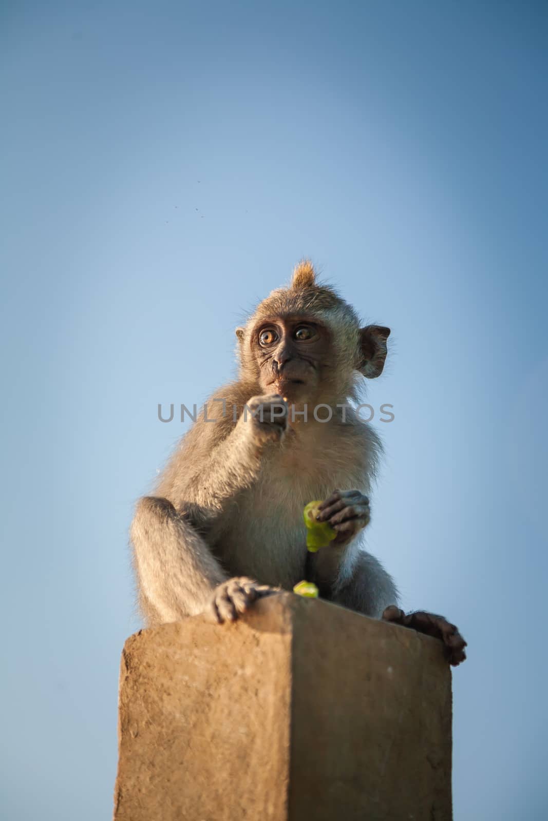 Monkey at Uluwatu, Bali, Indonesia by Lizard