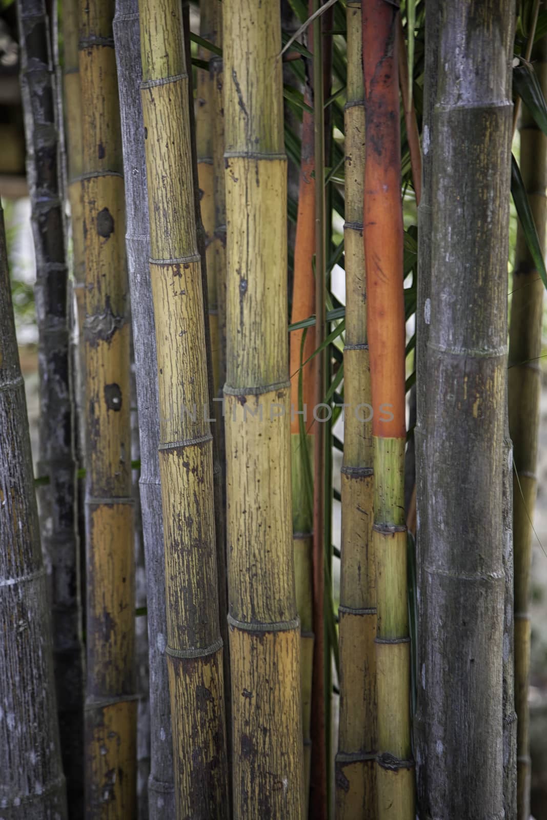 Bamboo close up, nice grunge texture by Lizard