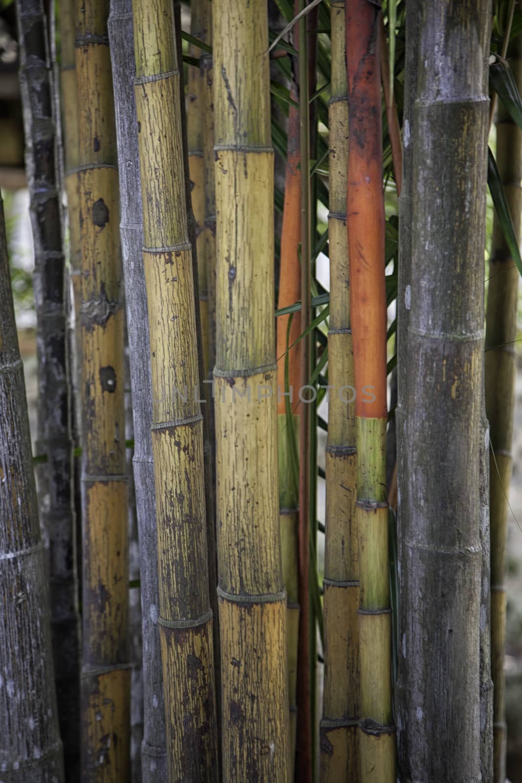 Bamboo close up, nice grunge texture for your projects