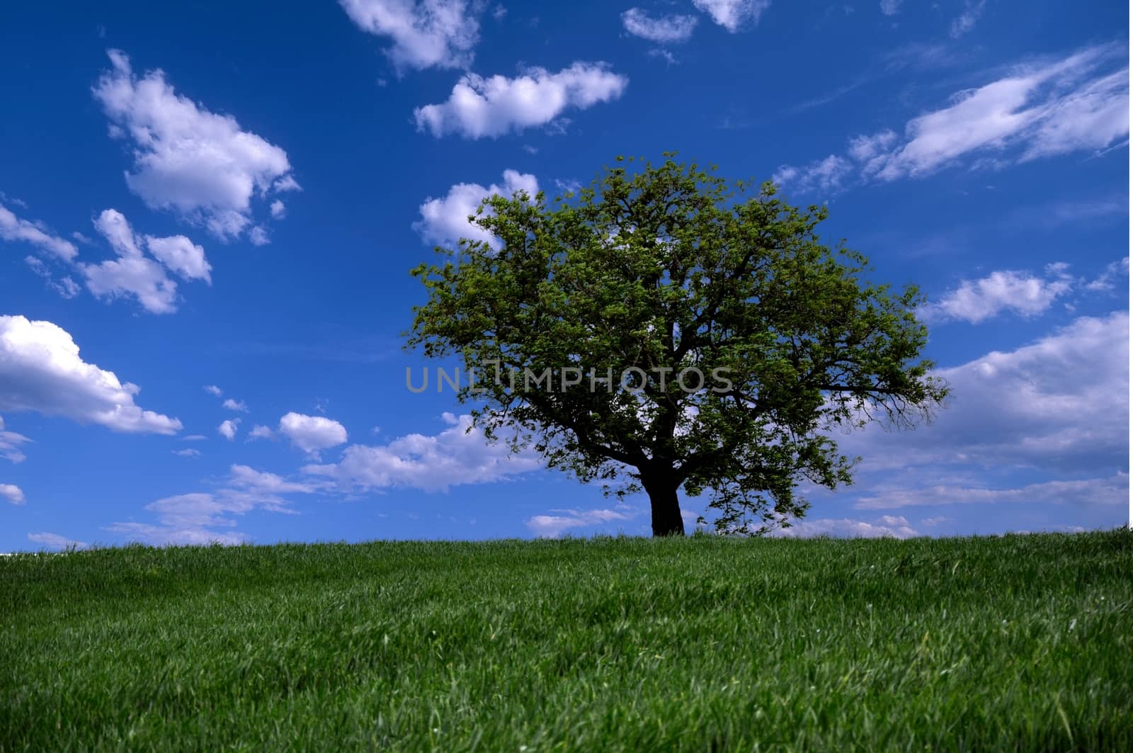 lonely tree on sky background