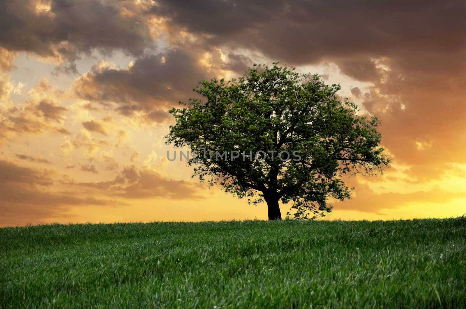 lonely tree on sky background by Nikola30