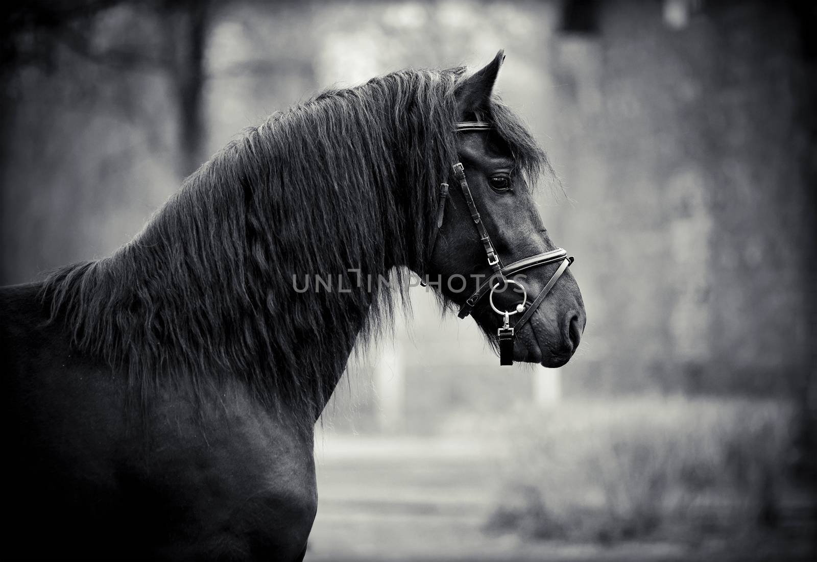 Portrait of a sports black stallion. by Azaliya