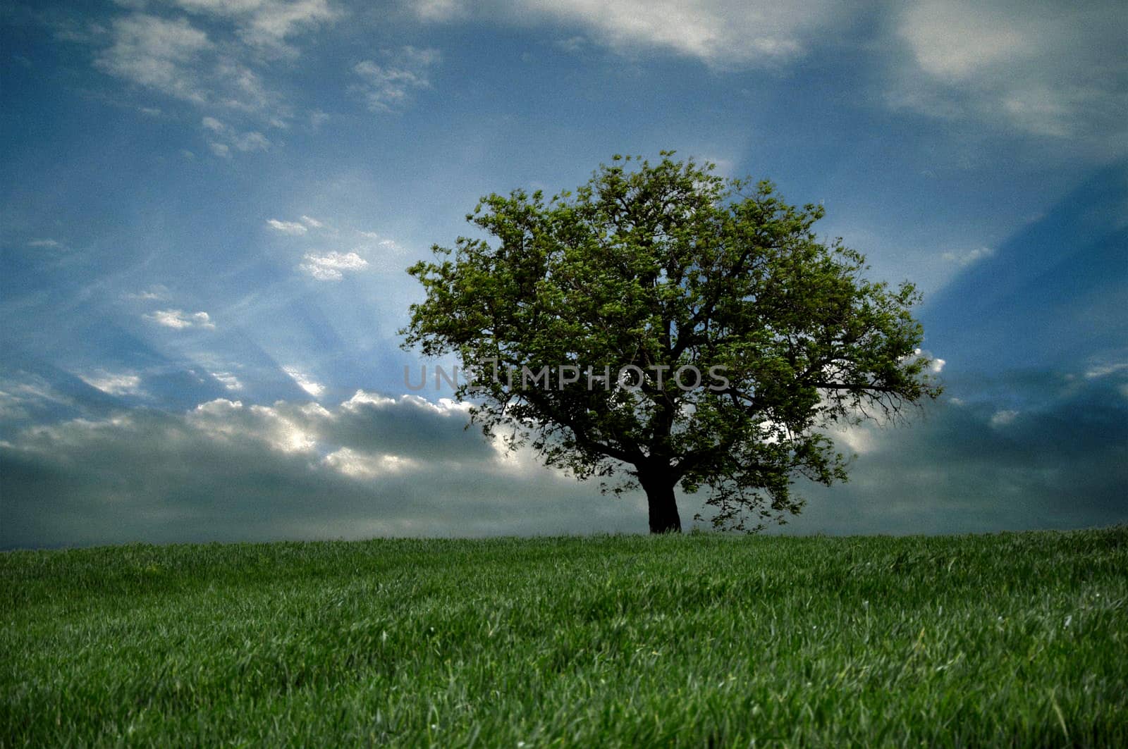 lonely tree on sky background by Nikola30