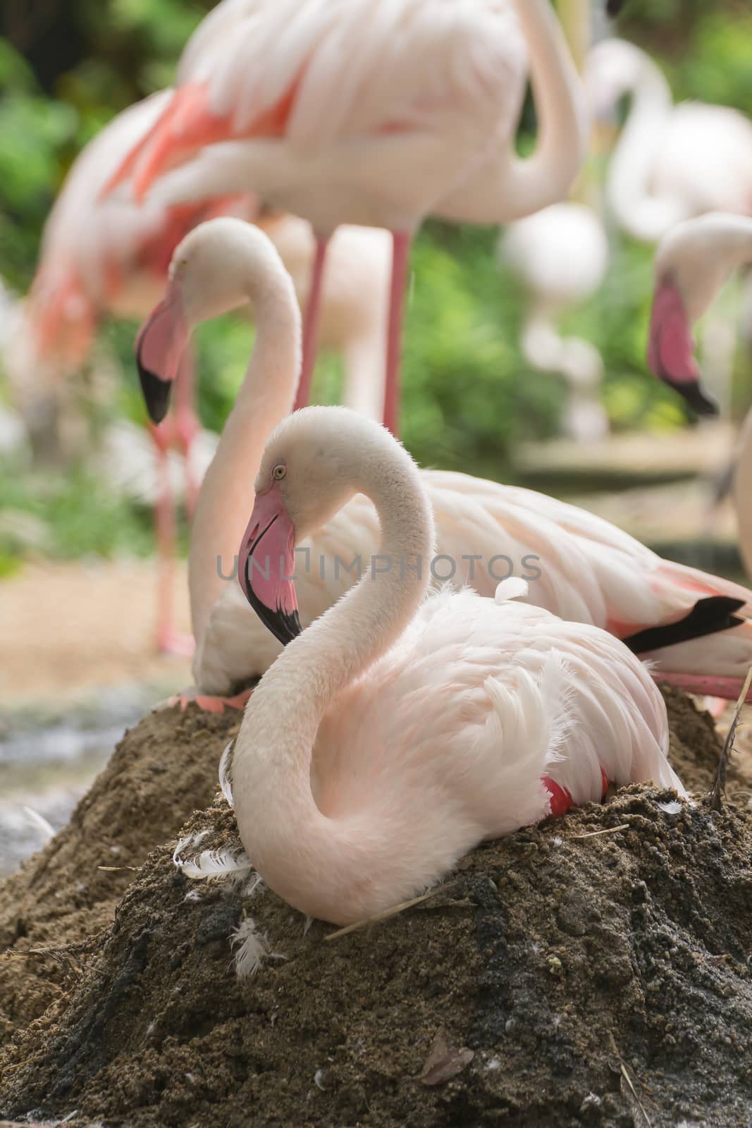 Flamingo rest on ground and nesting incubate