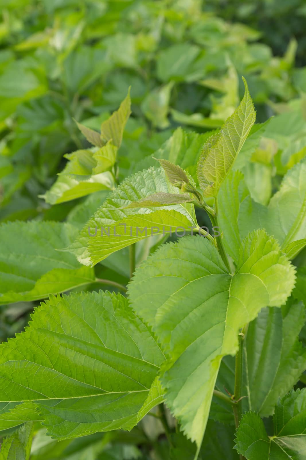 Mulberry leaf tree at field by lavoview