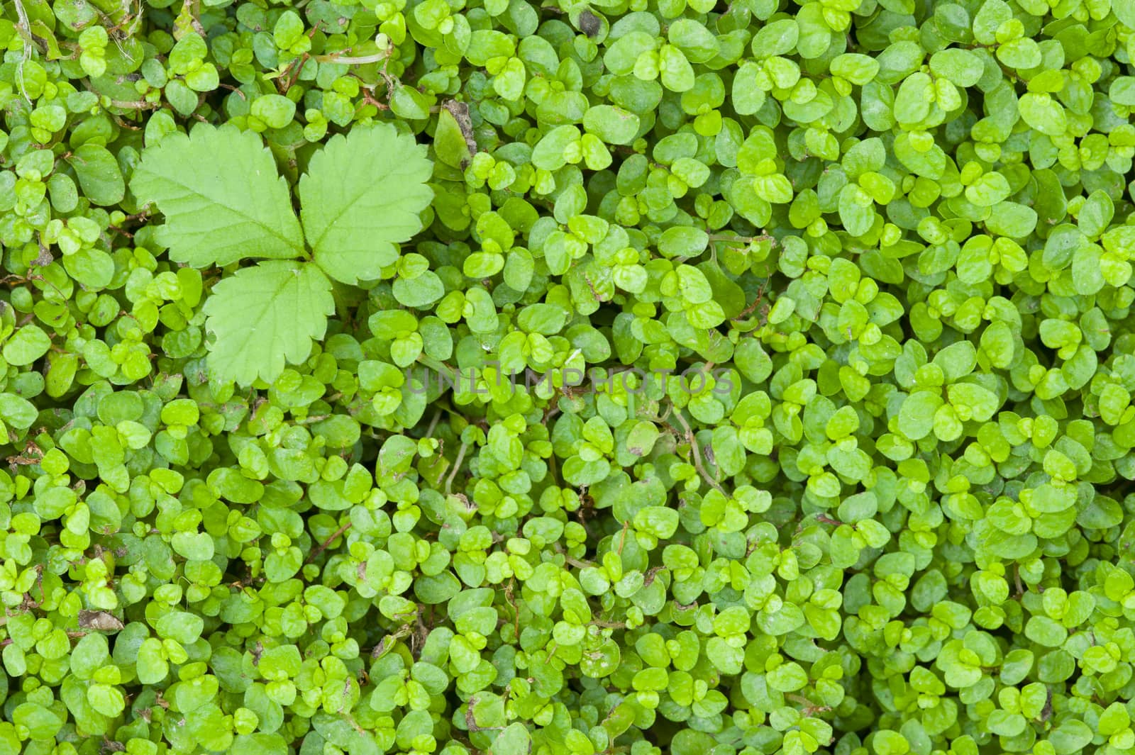 Detail of green grass with green leaves