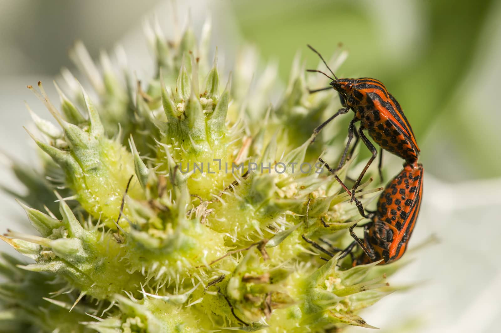 Mating of Graphosoma italicum coleopterons on green plant