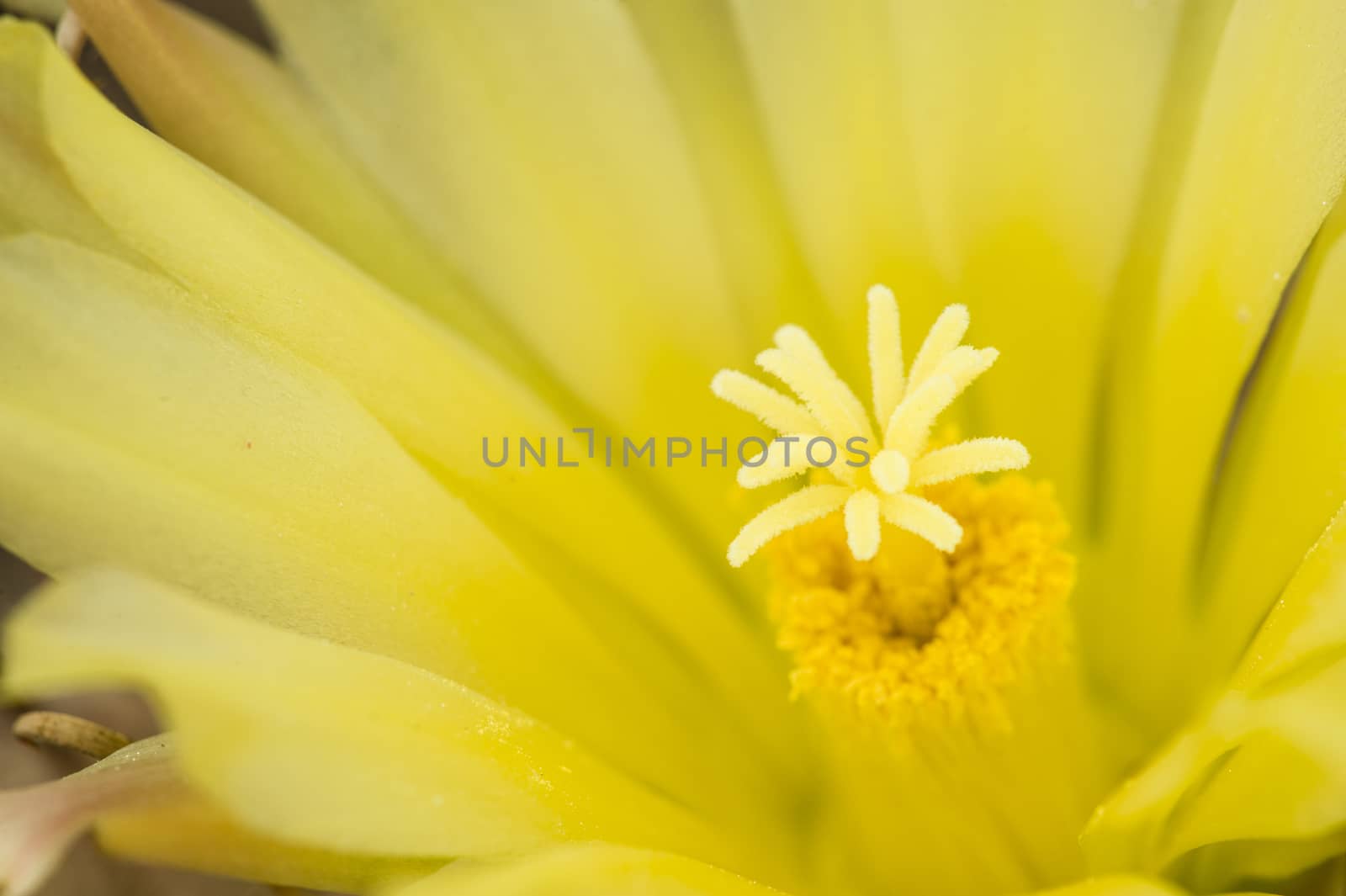 Thelocactus setispinus, Hedgehog cactus by AlessandroZocc