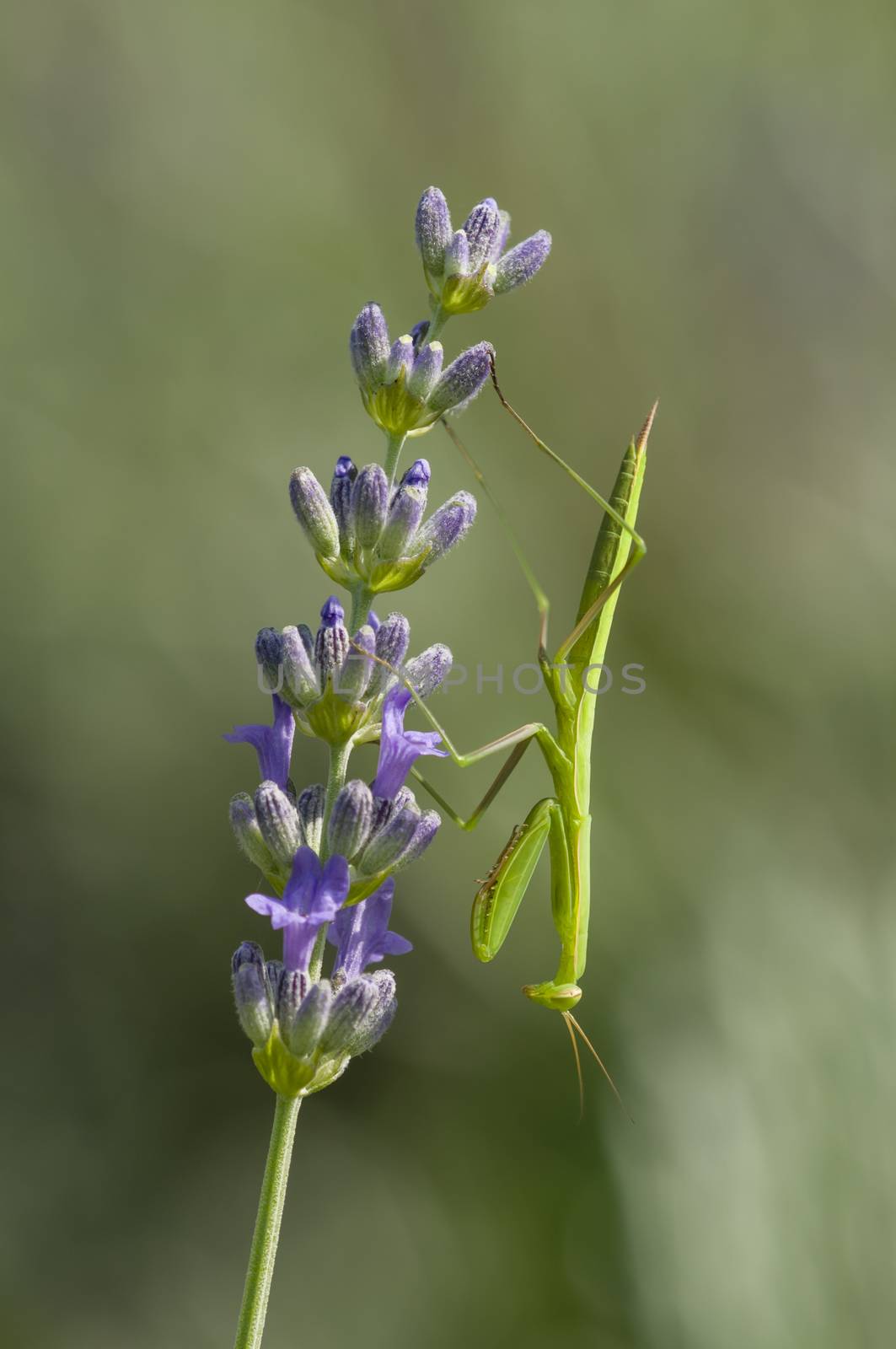 Male praying mantis on lavander flower spike