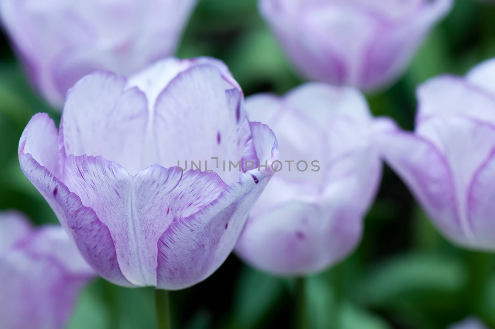 Shot of group purple tulips in outdoor