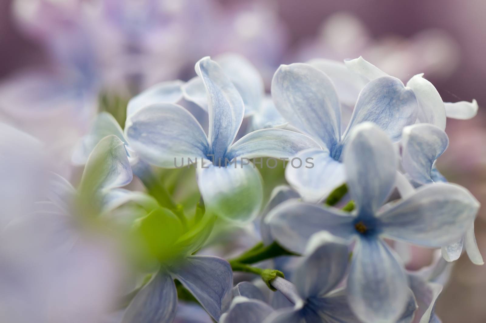 Macro shot of lilac flower by anytka