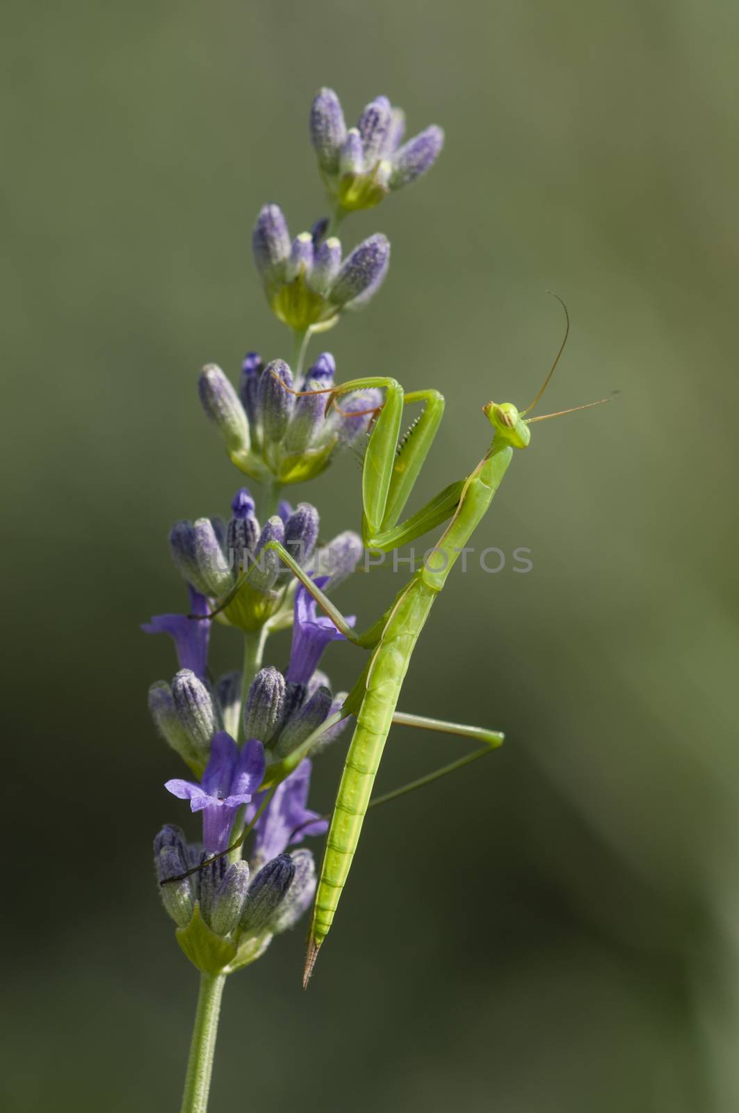 Male praying mantis on lavander flower spike