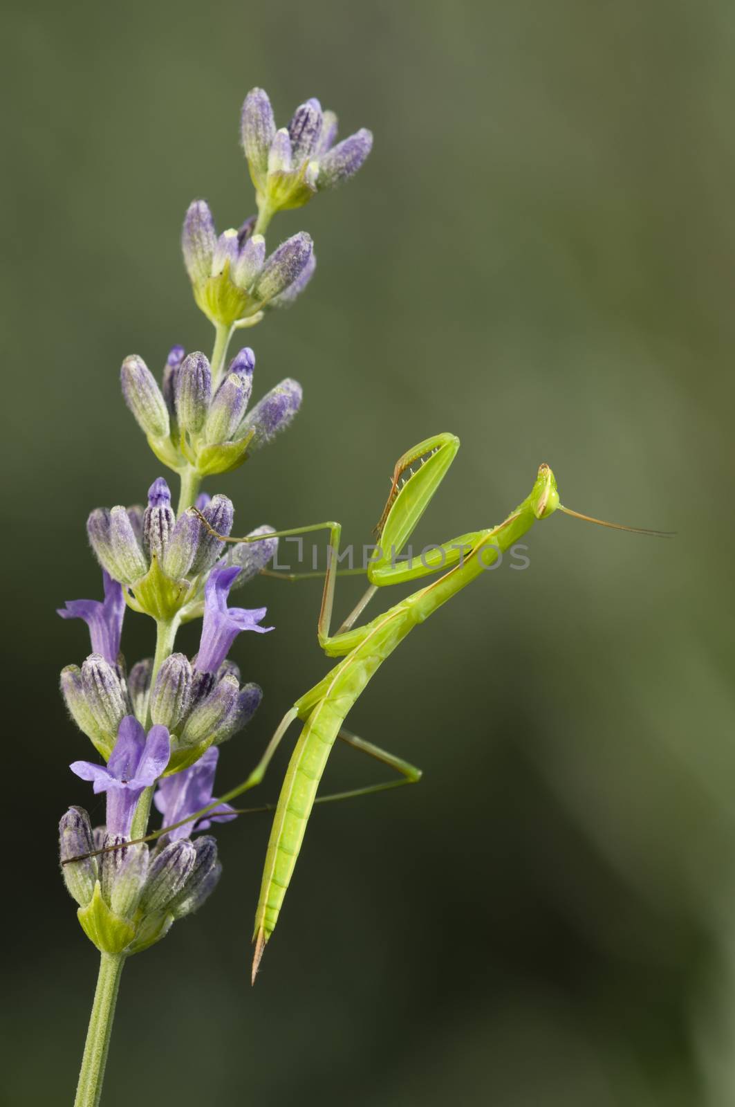 Male praying mantis on lavander flower spike