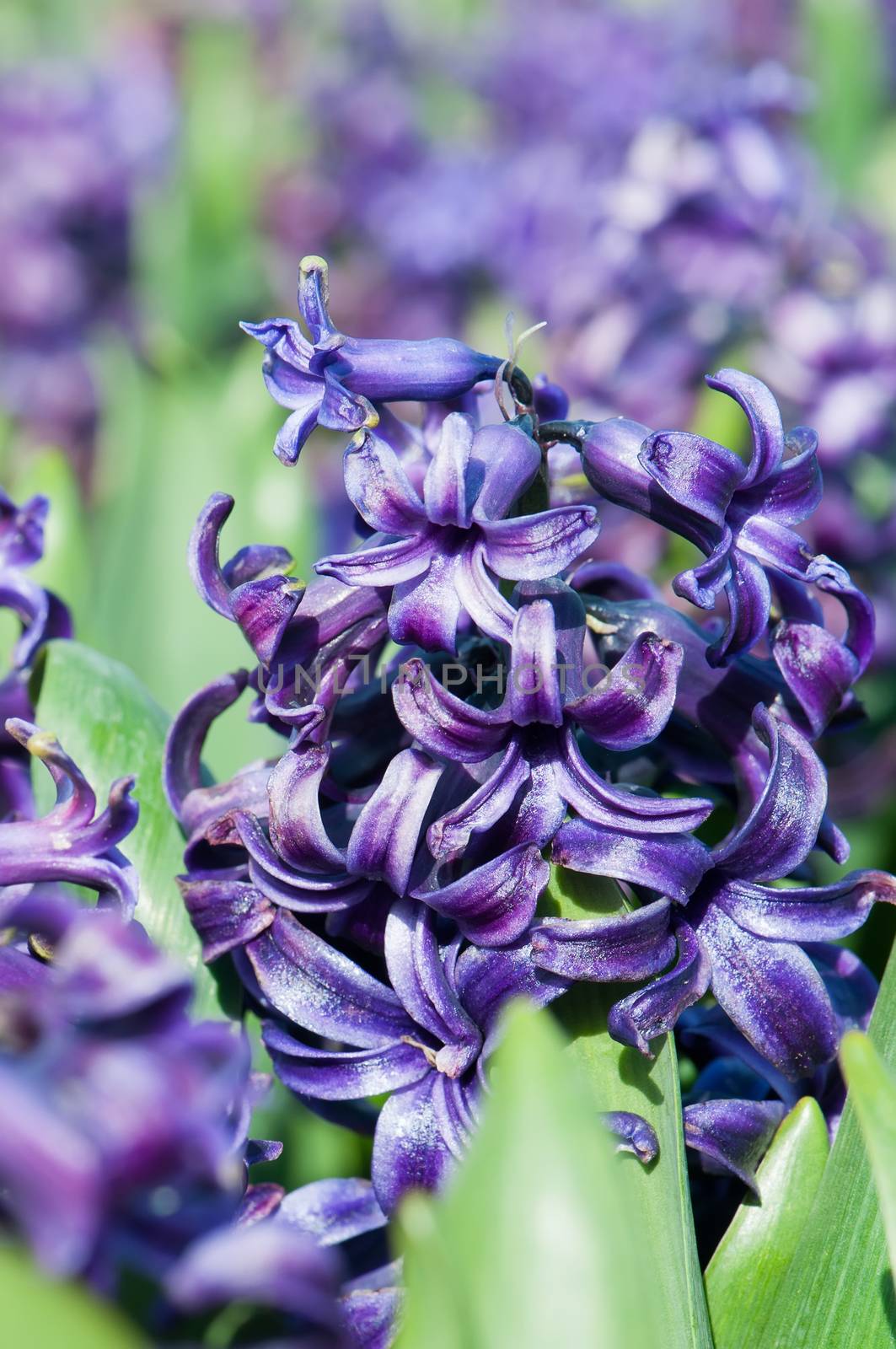 Macro shot of beautiful purple hyacinths flowers