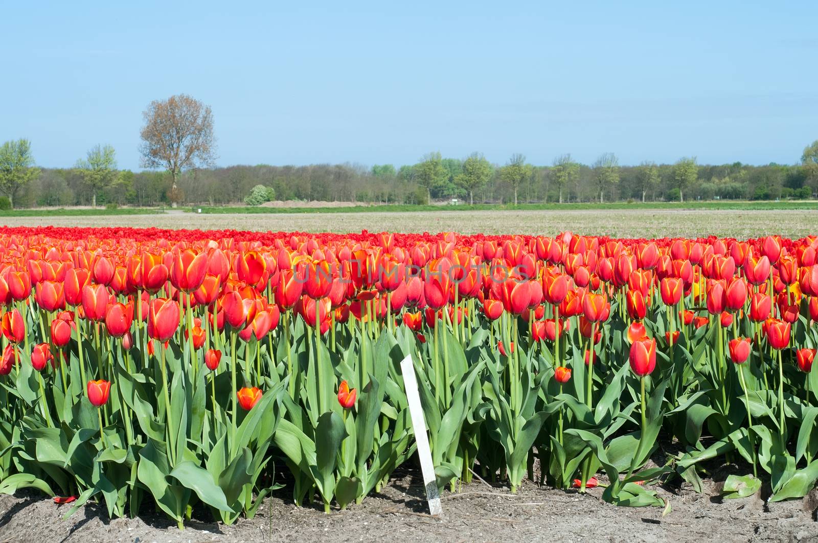 Red tulips field by anytka