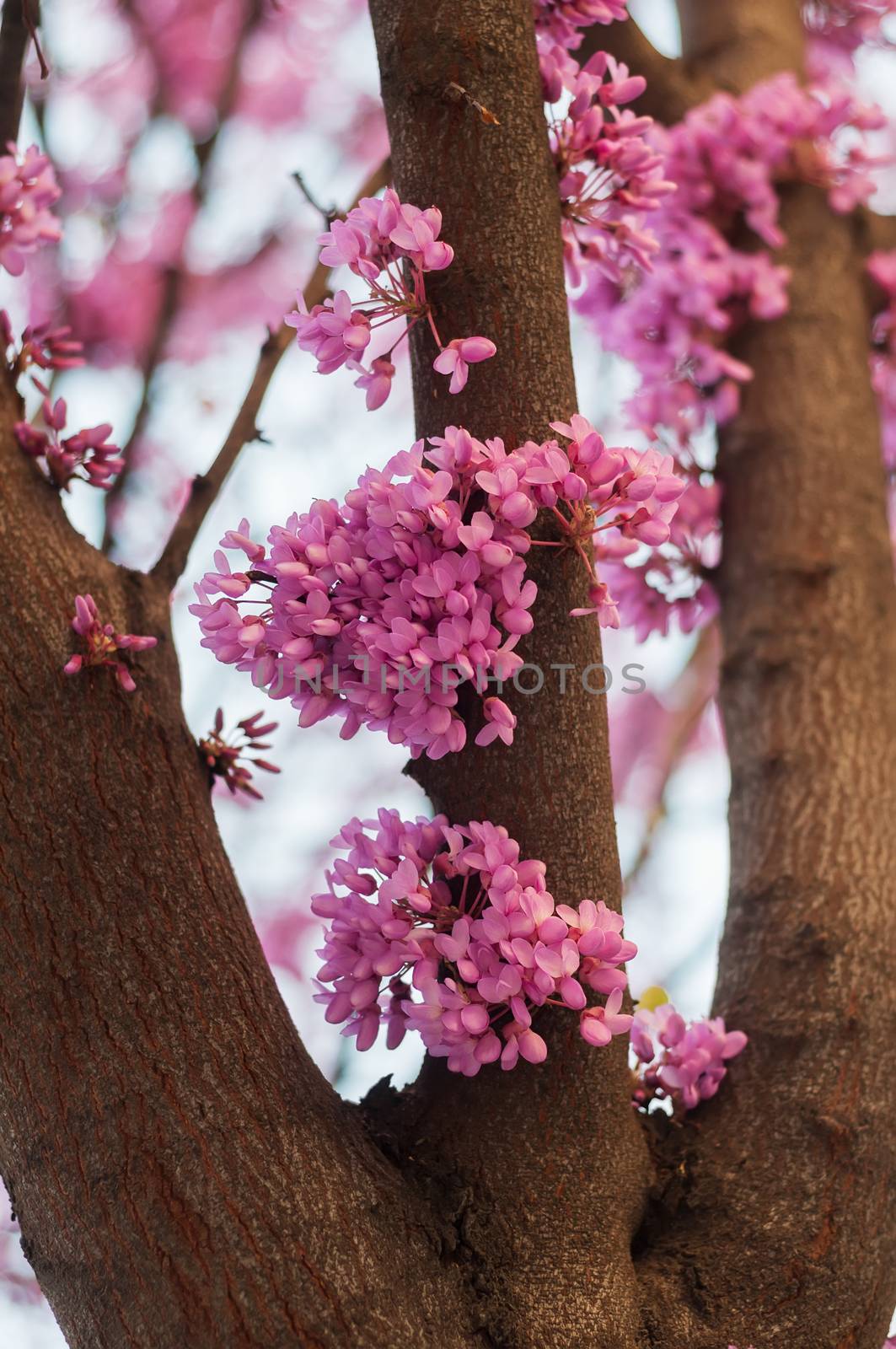 Pink flowers growing on tree by anytka