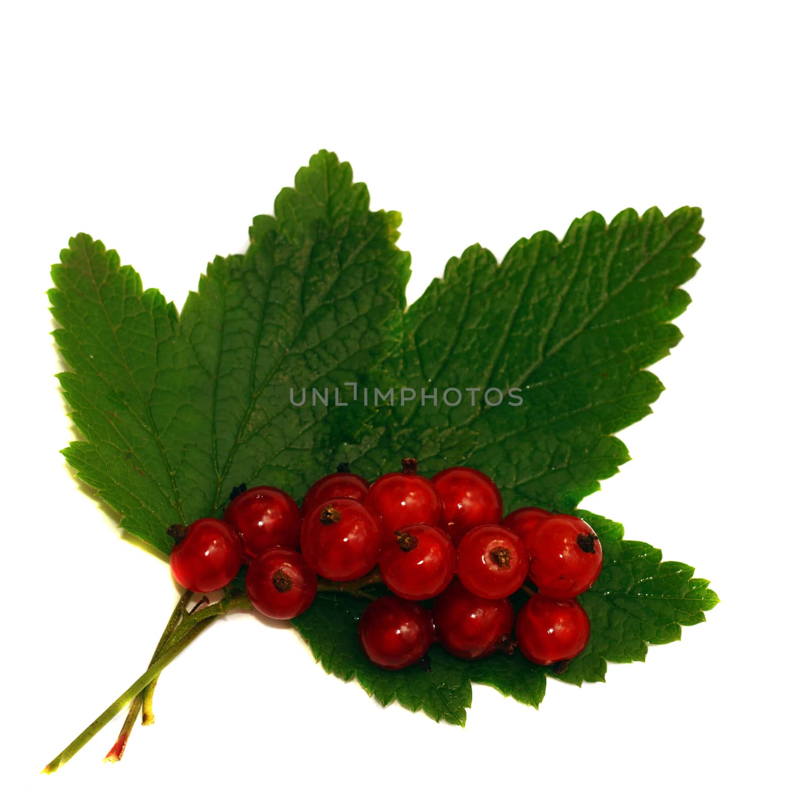 Red currant on a green leaf isolated                               