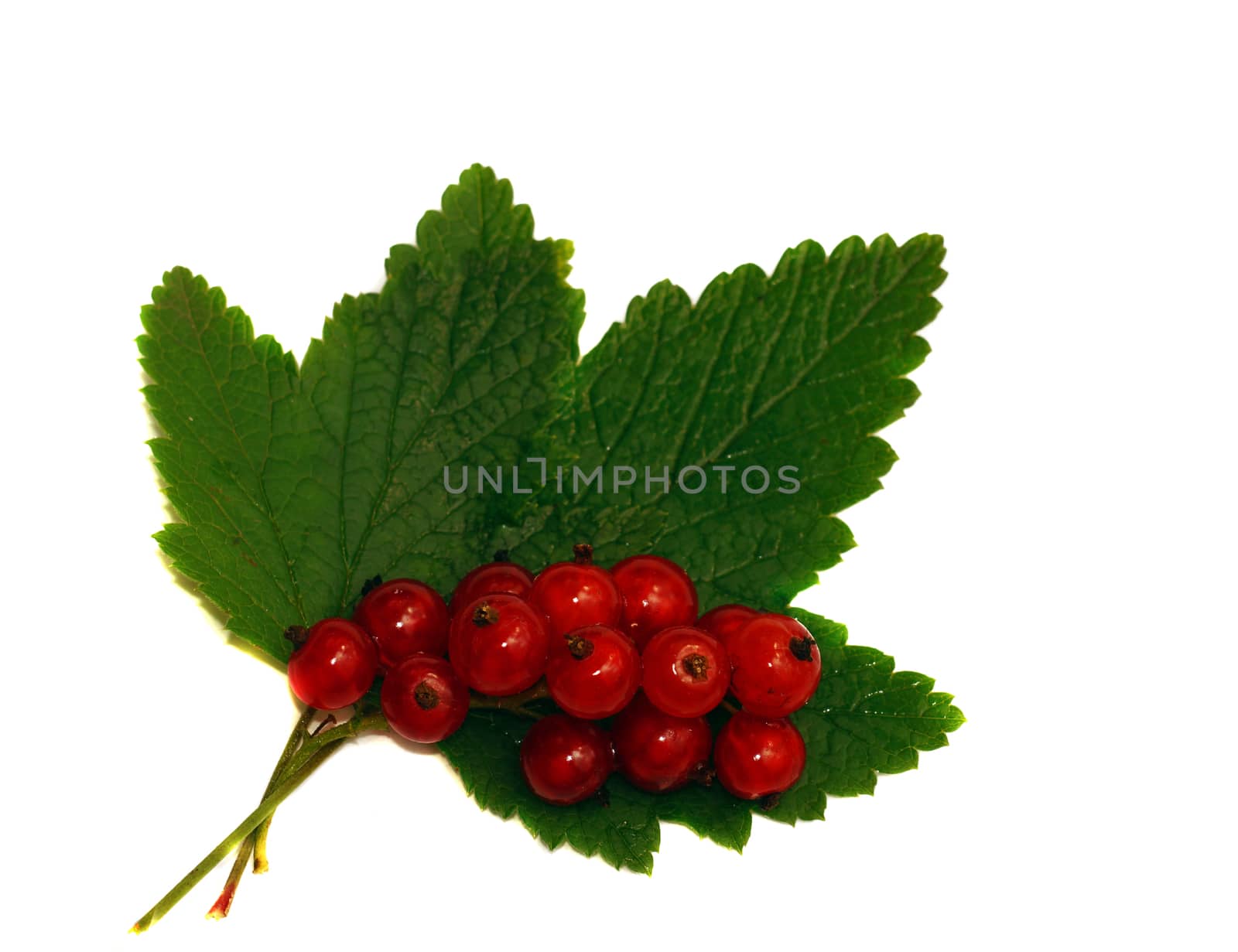 Red currant on a green leaf isolated                               
