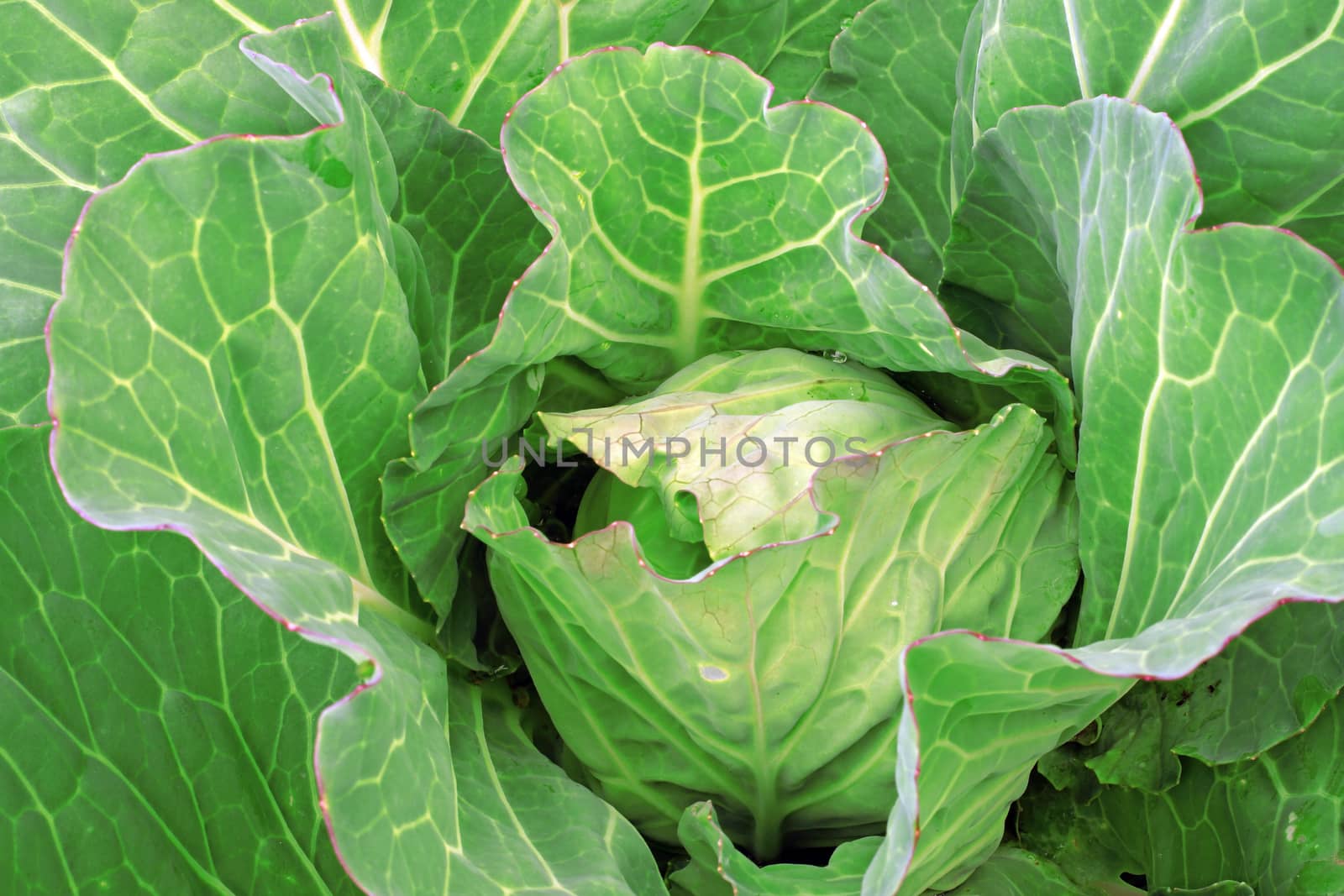 Cabbage in the garden as a background                               
