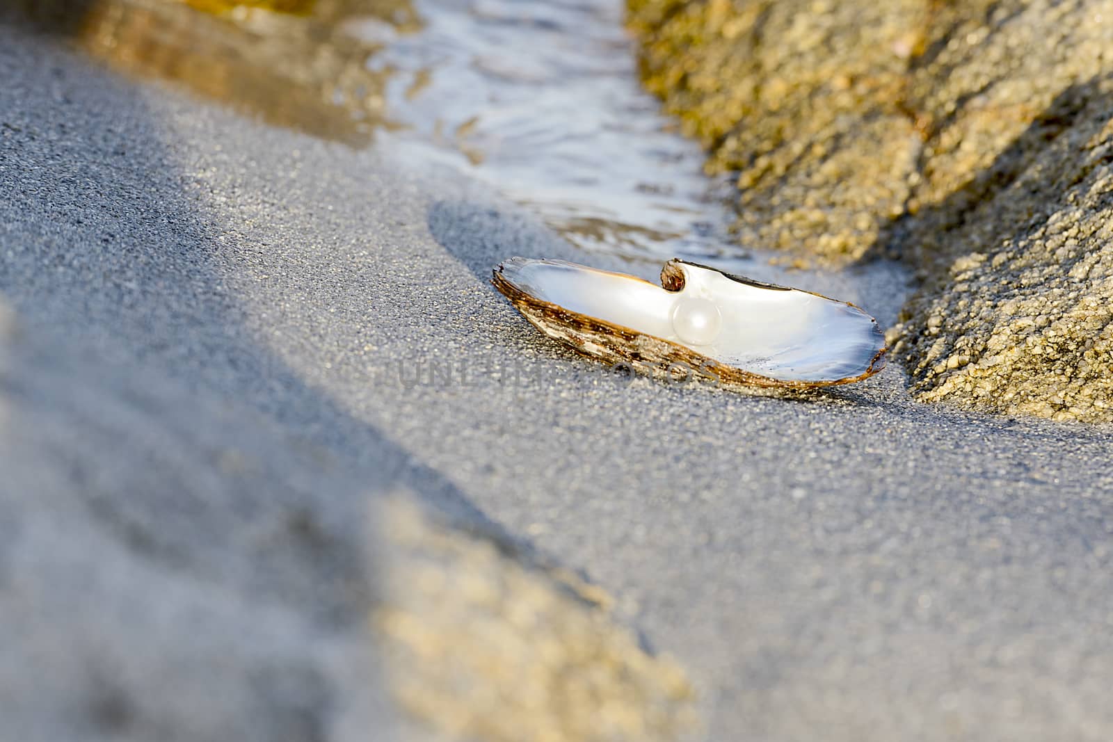 Sea Shell with pearl on the sandy beach. Oyster and pearls of origin Japan