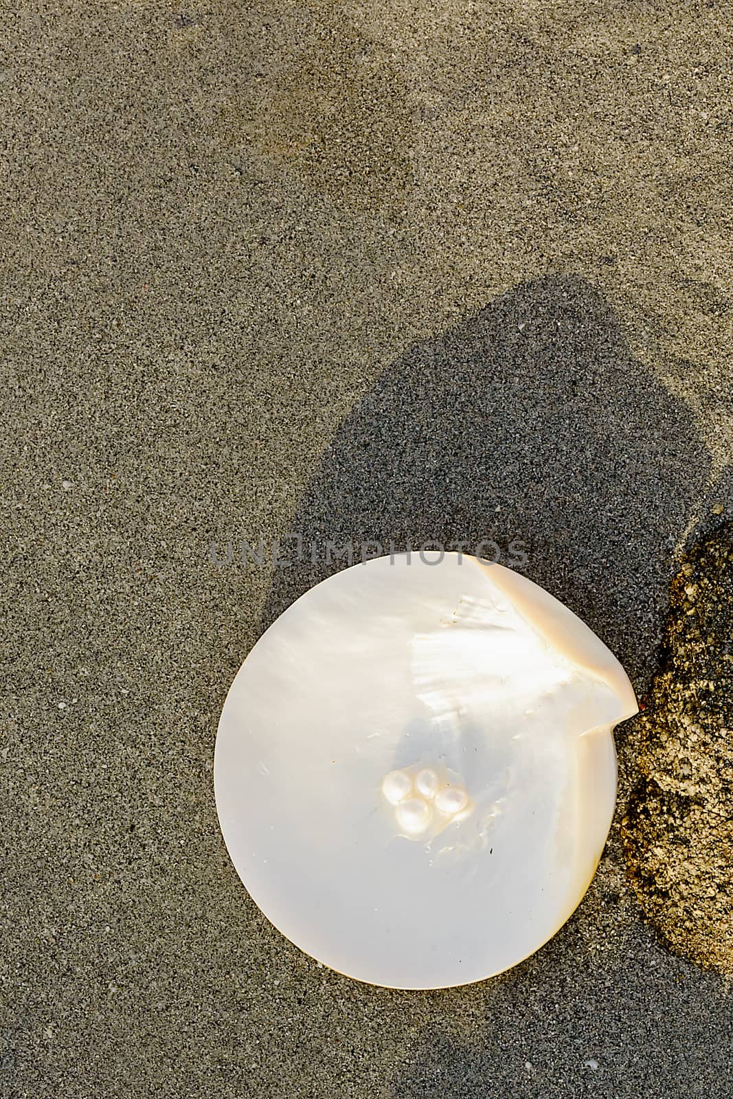 Sea shell with pearl on the sandy beach. Oysters and pearls of origin Japan.