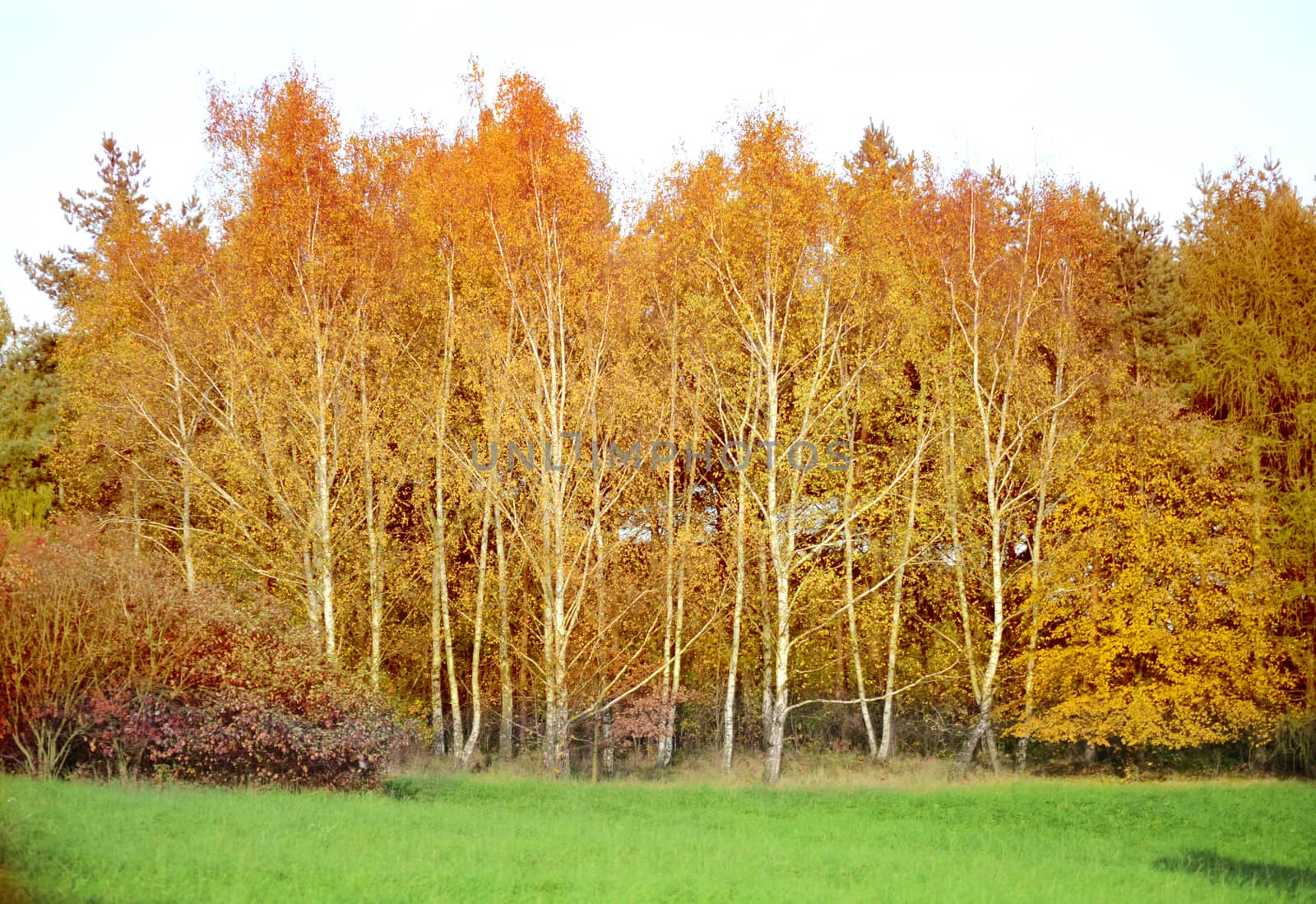 autumn